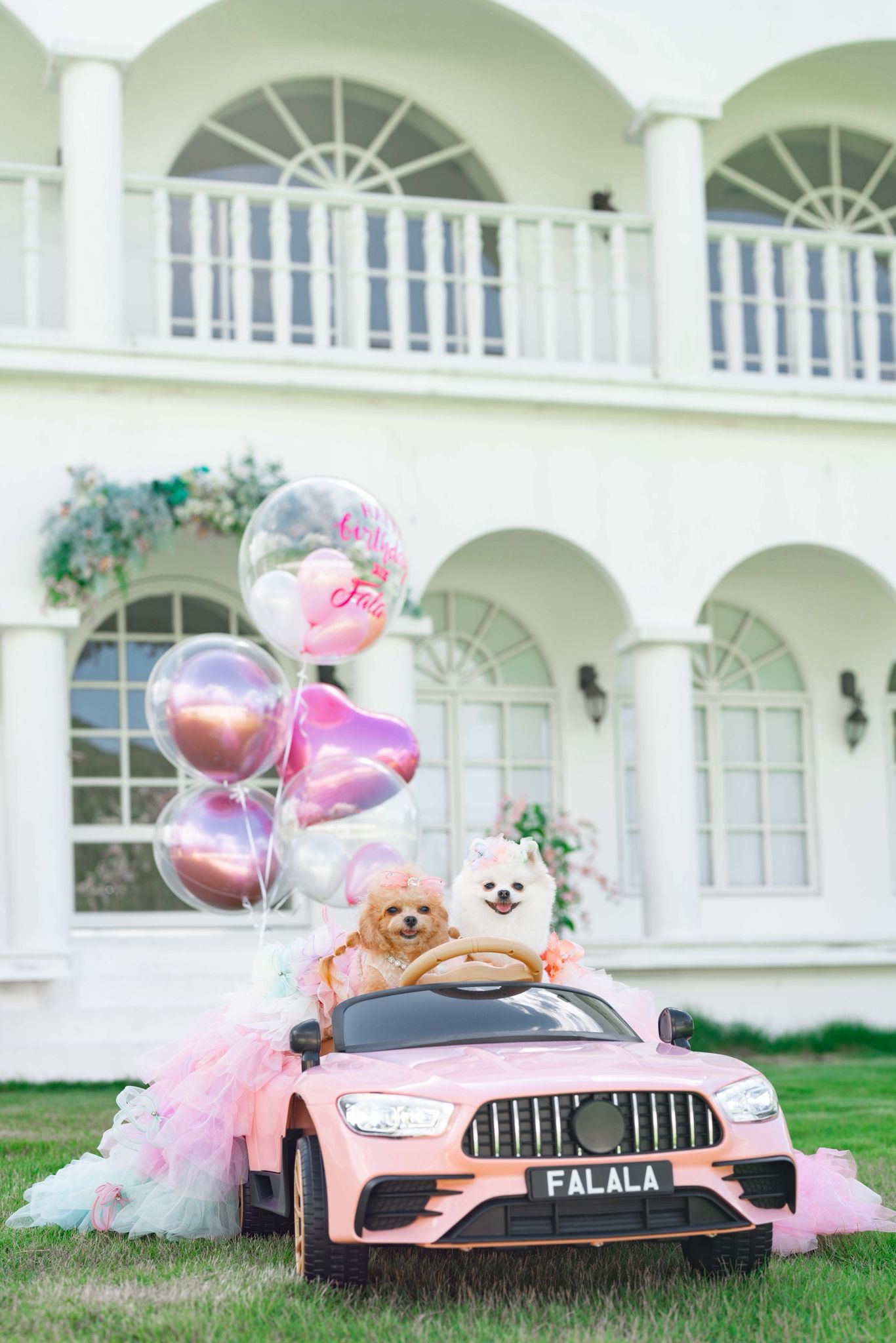 寵物拍攝|拍攝道具 | BALLOONHK 氣球專門店