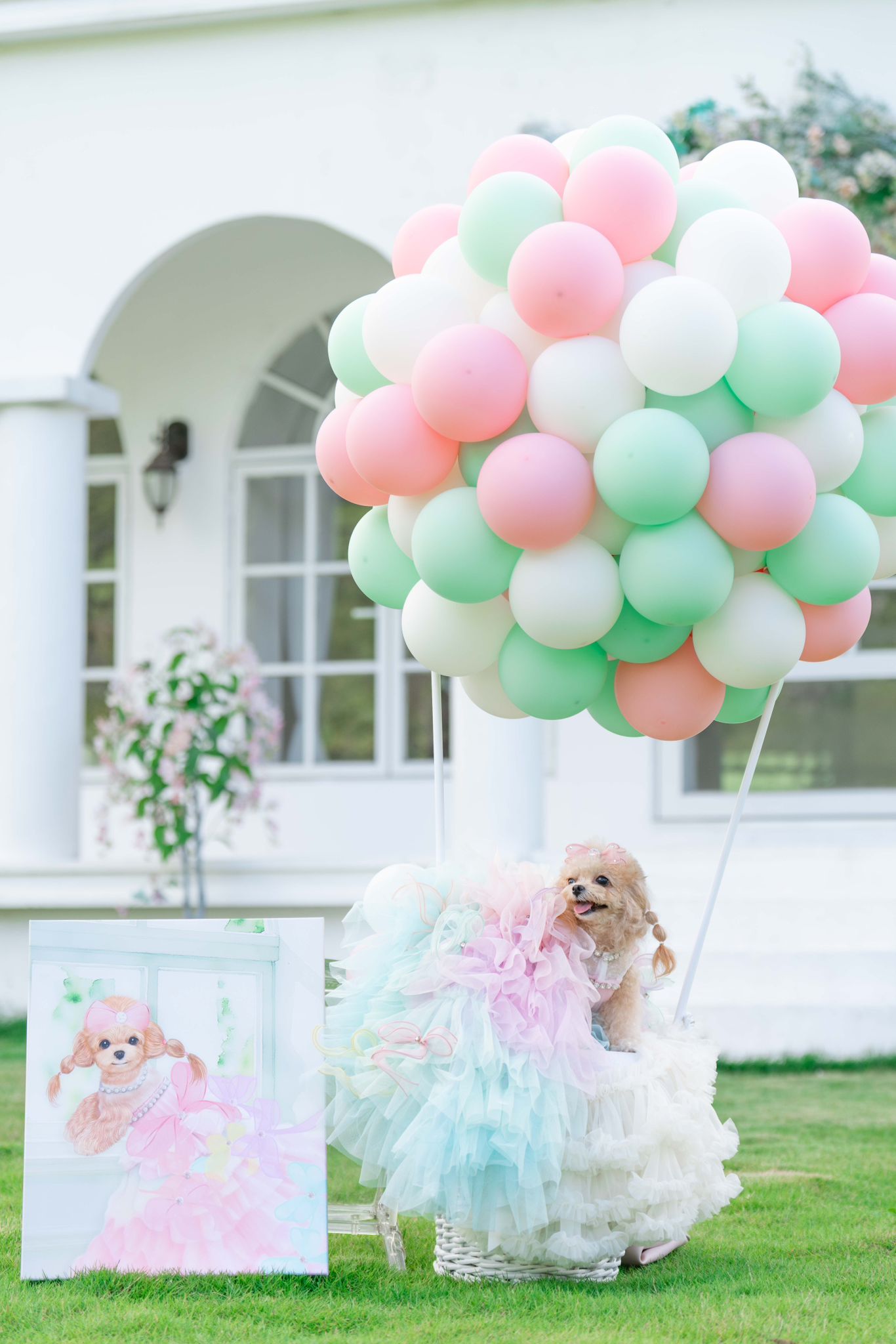 寵物拍攝 |寵物生日| BALLOONHK 氣球專門店