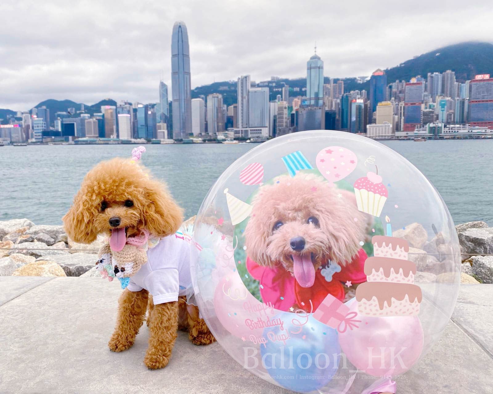 透明波中波|Message氣球| 寵物生日氣球| BALLOON HK 氣球專門店