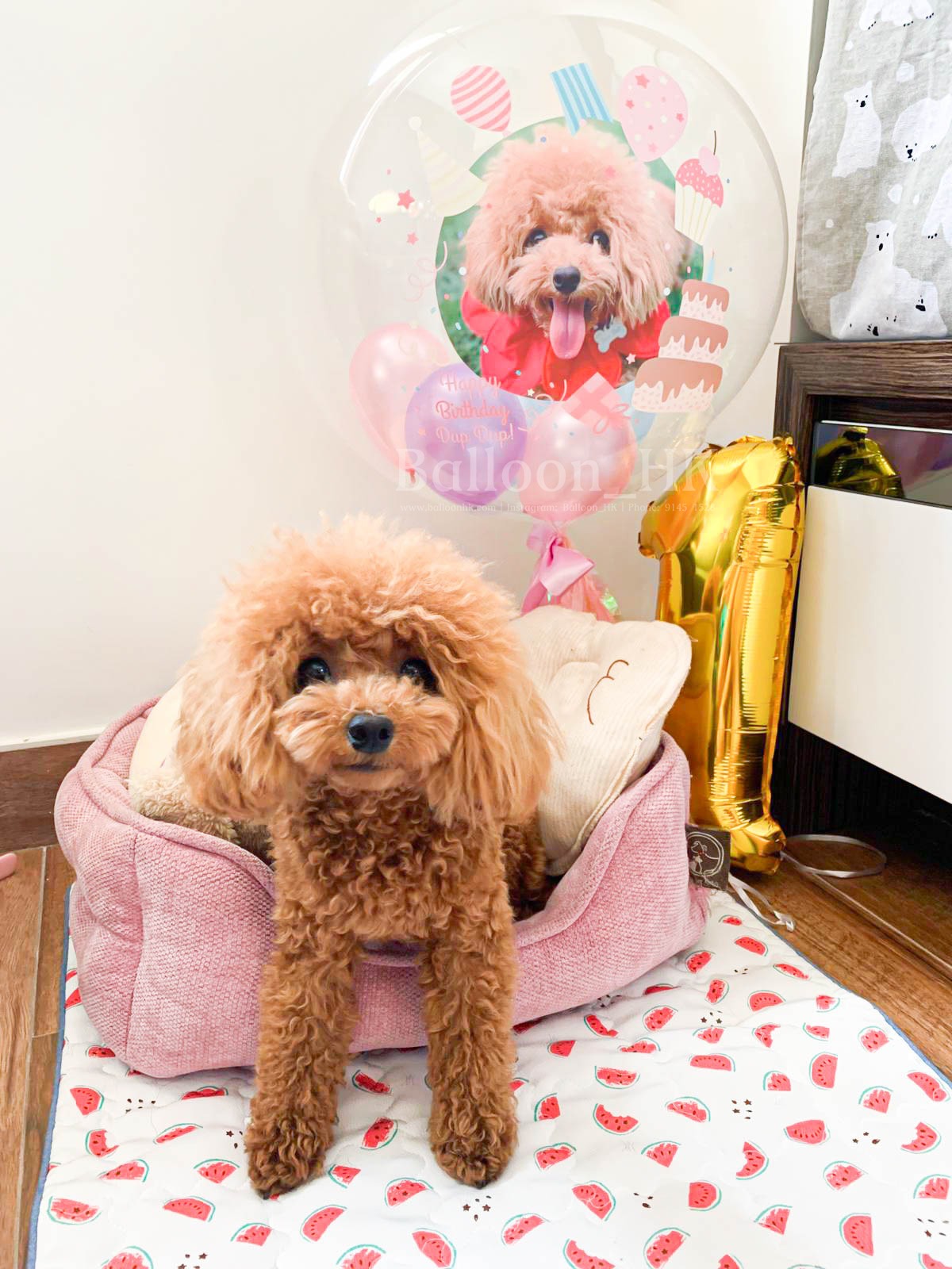 透明波中波|Message氣球| 寵物生日氣球| BALLOON HK 氣球專門店