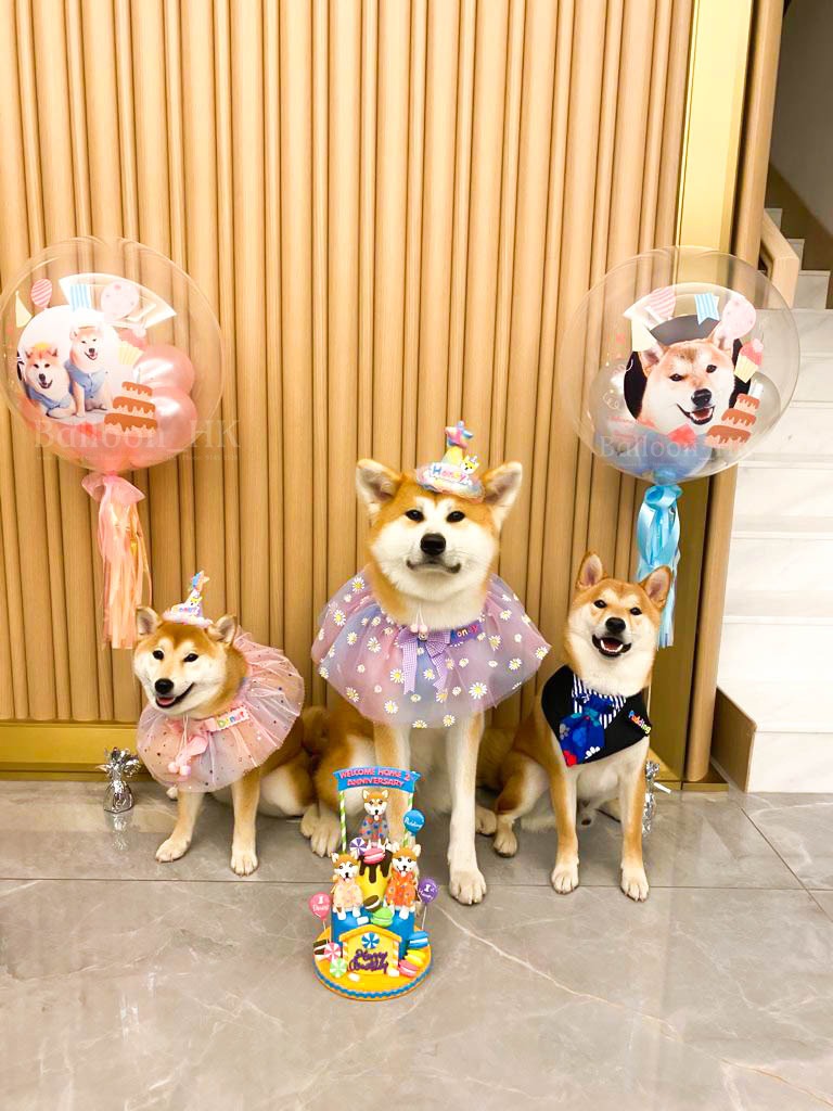 透明波中波|相片氣球| 寵物生日氣球| BALLOON HK 氣球專門店