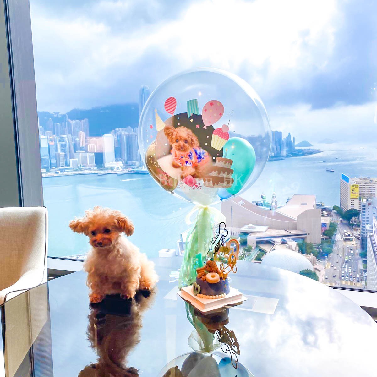 透明波中波|Message氣球| 寵物生日氣球| BALLOON HK 氣球專門店