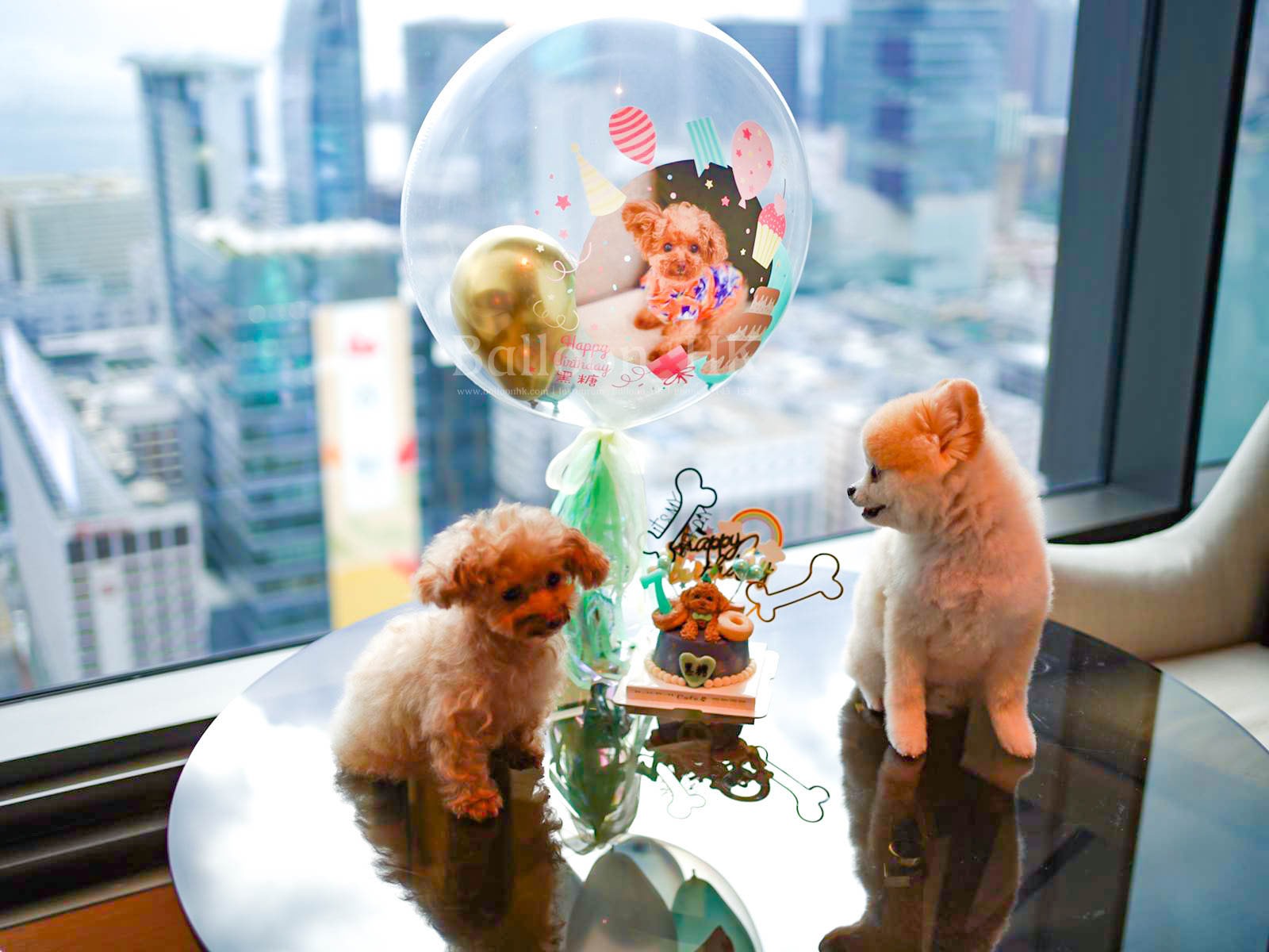 透明波中波|相片氣球| 寵物生日氣球| BALLOON HK 氣球專門店