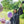 畢業氣球束 2 (3天預訂)