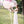 Pre-wedding 氣球套裝 1