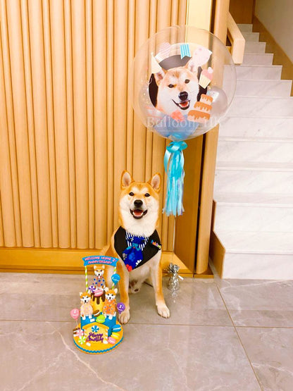 透明波中波｜Message氣球｜ 寵物生日氣球｜ BALLOON HK 氣球專門店